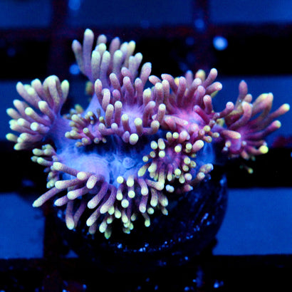 JC Ultra Rainbow Latte goni