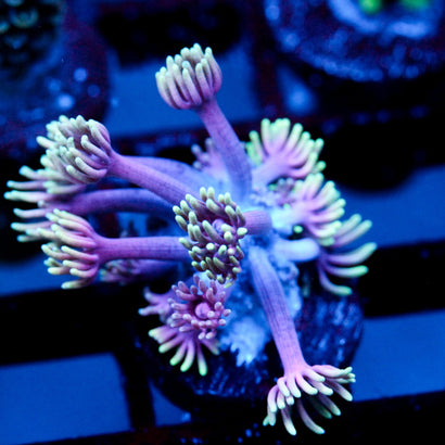 JC Aura Eruption Goni