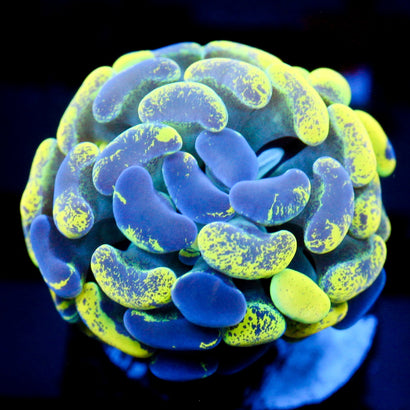 JC Yellow Splatter Hammer