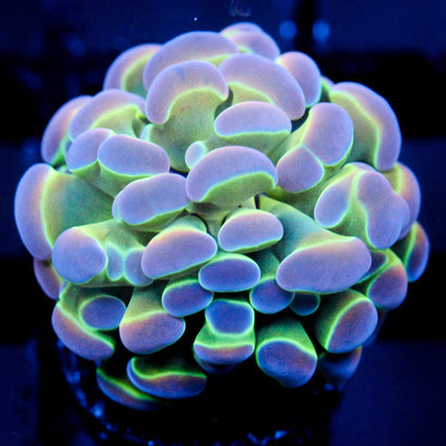 JC Ultra Hologram Hammer