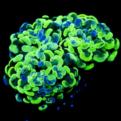 JC Ultra Splatter Hammer LARGE