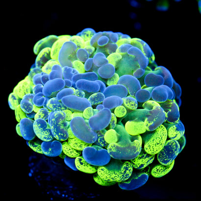 JC Ultra Yellow Splatter Hammer