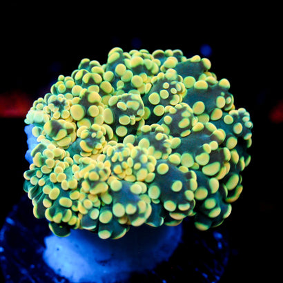 JC Neon Yellow Octo