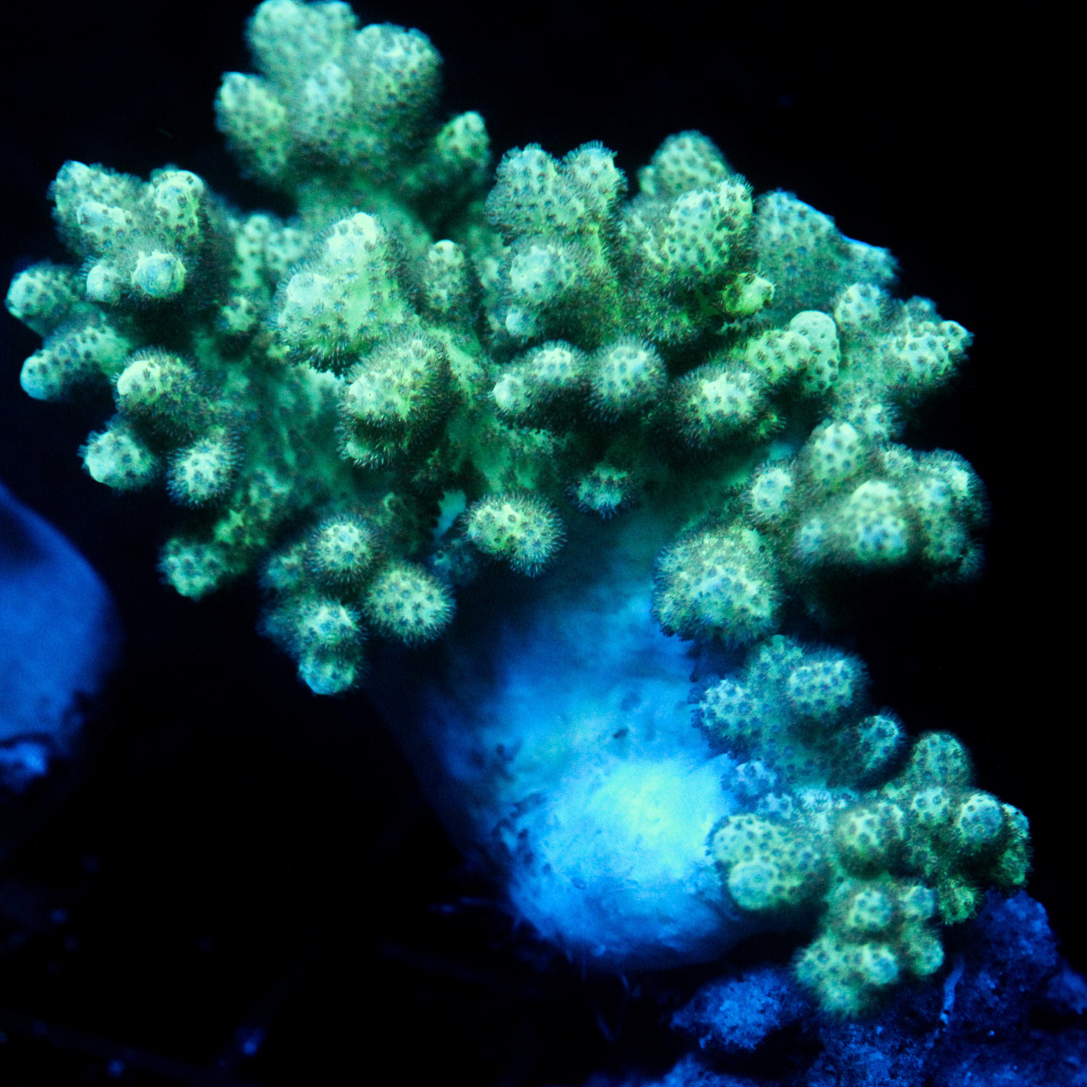 JC Neon Nepthea MD