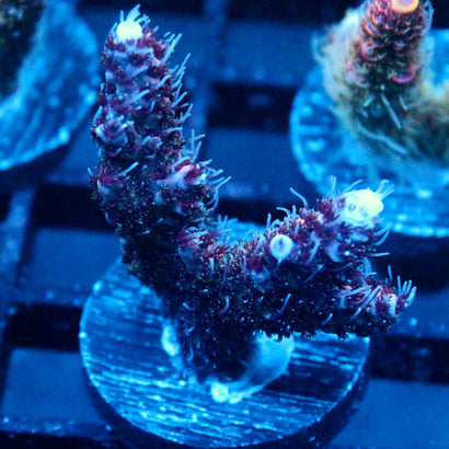 JC Purple Princess Acro