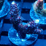 JC Purple Princess Acro