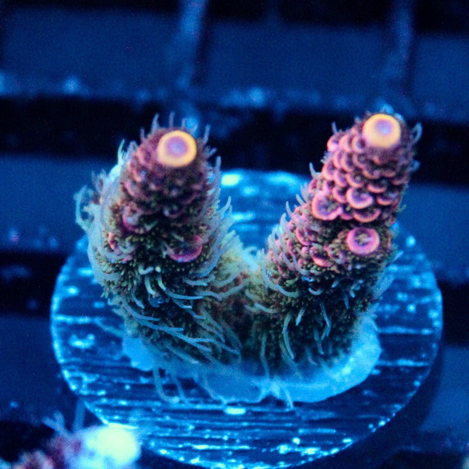 JC Hyacinth Acro