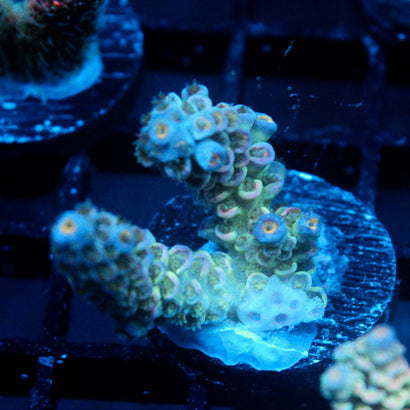 JC Petals Acro