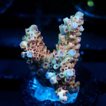 JC Purple Whisper Acro