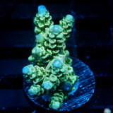 JC Blue Demon Acro