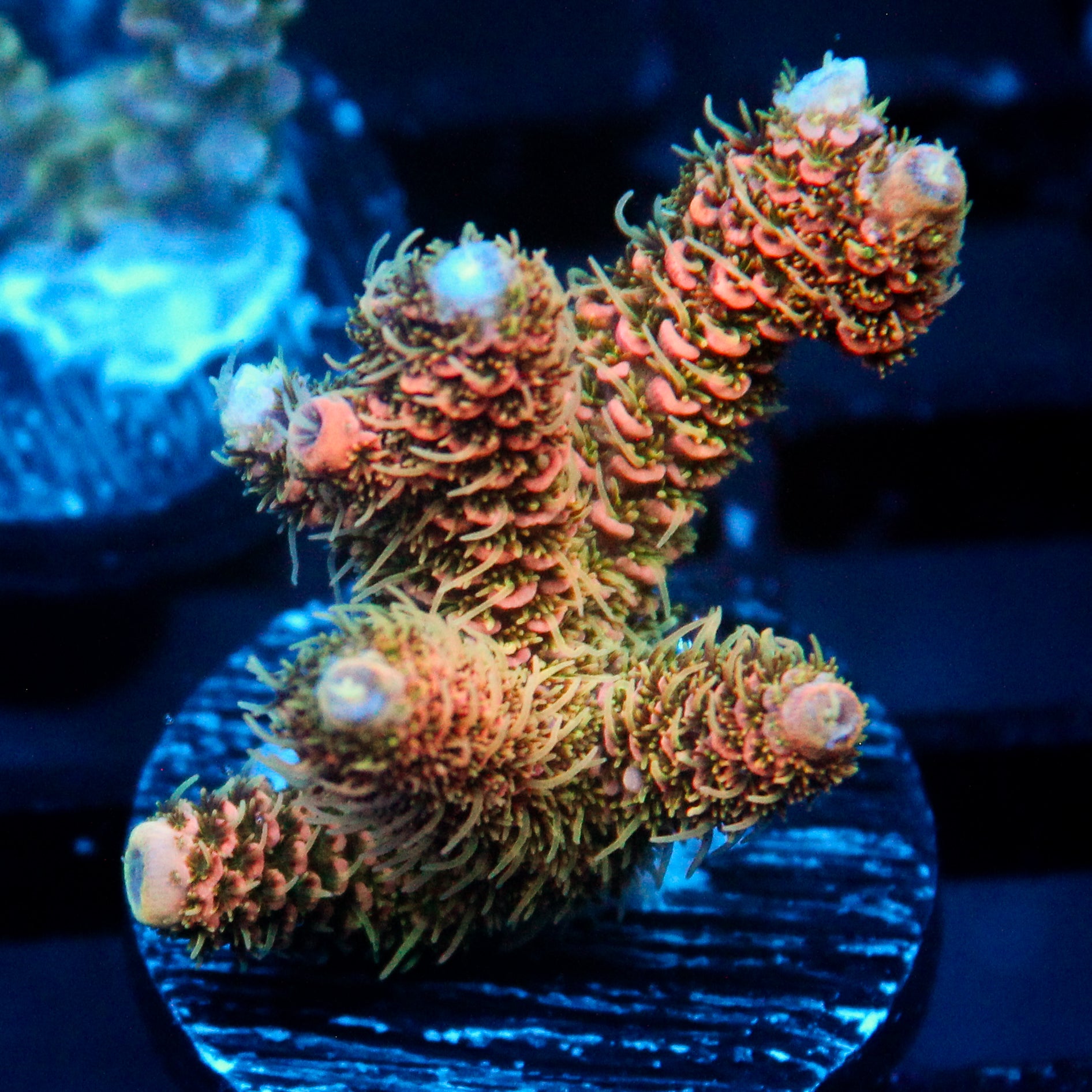 JC Orange Cooler Acro