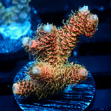 JC Orange Cooler Acro