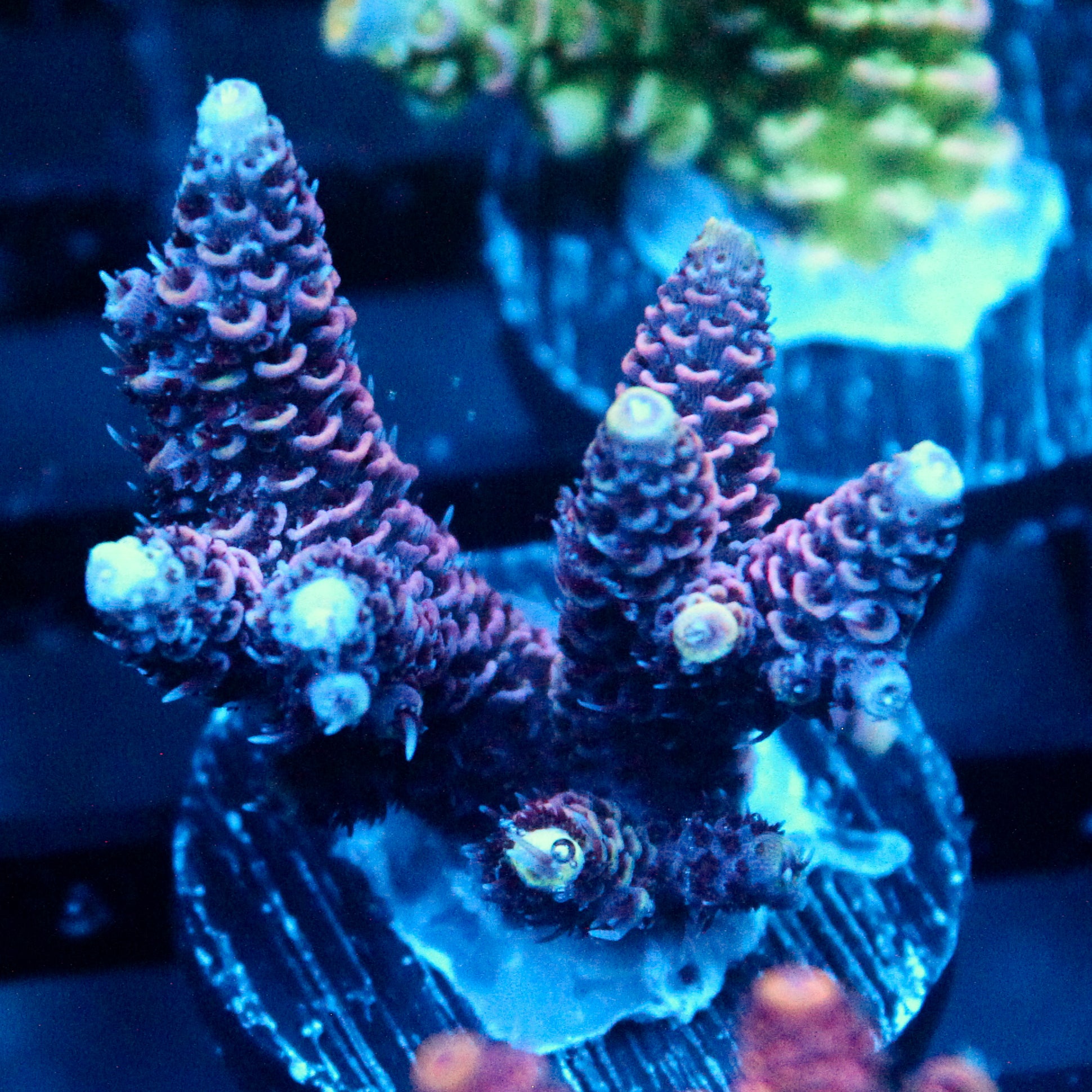 JC Purple Flux Acro