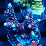 JC Purple Flux Acro