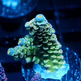JC Green Demon Acro
