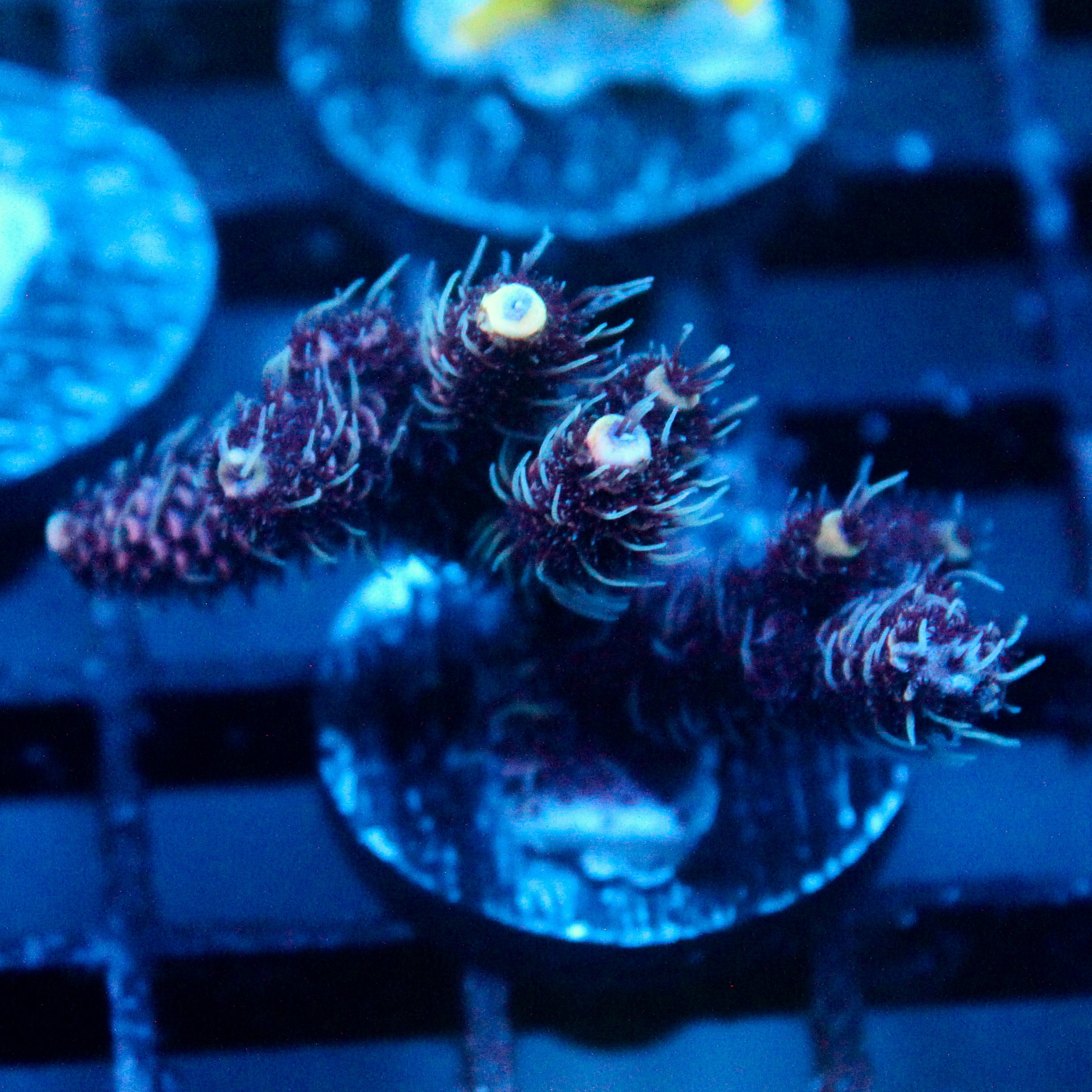 JC Enchantress Acro