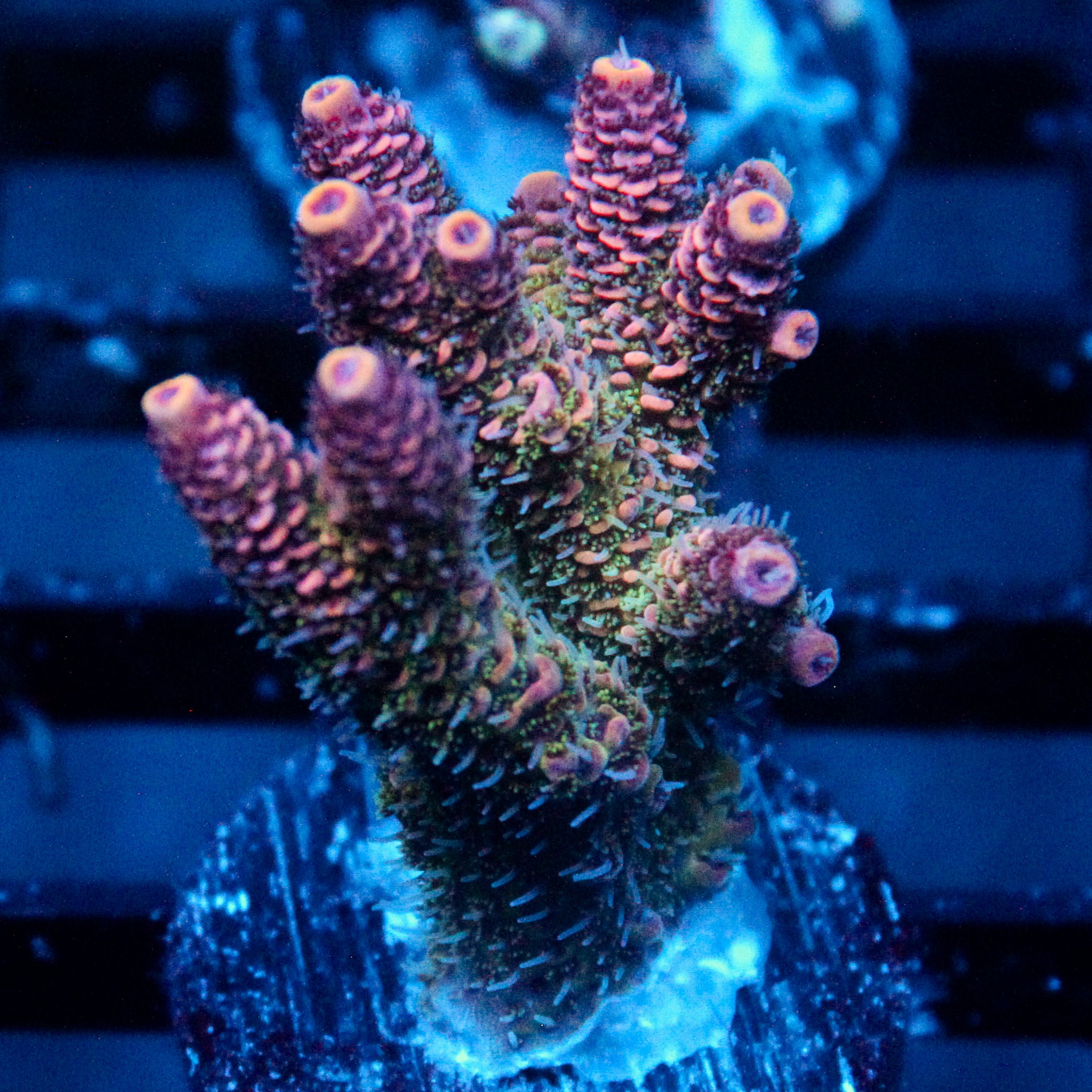 JC Stella Acro