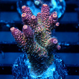 JC Stella Acro