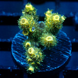 JC Auramite Acro