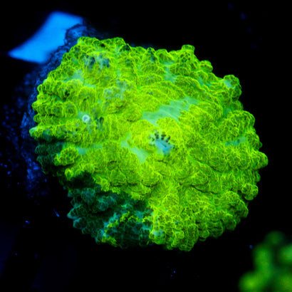 JC Kryptonite Rhodactis