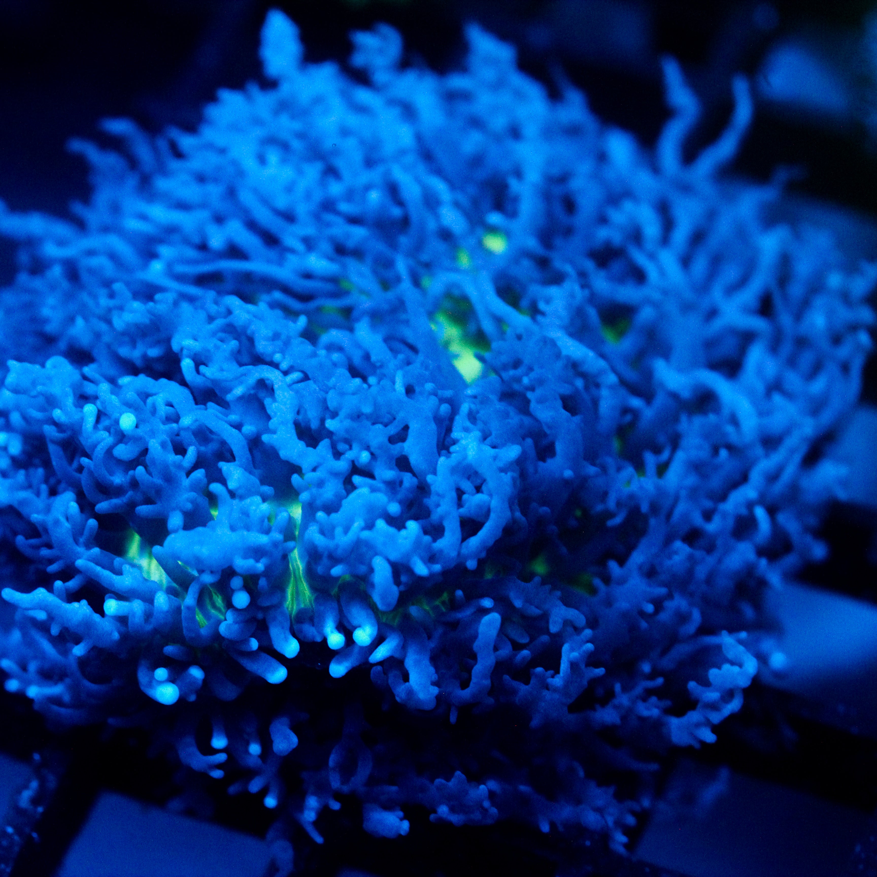 JC Fuzzy Mushroom