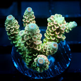 JC Vivarium Acro