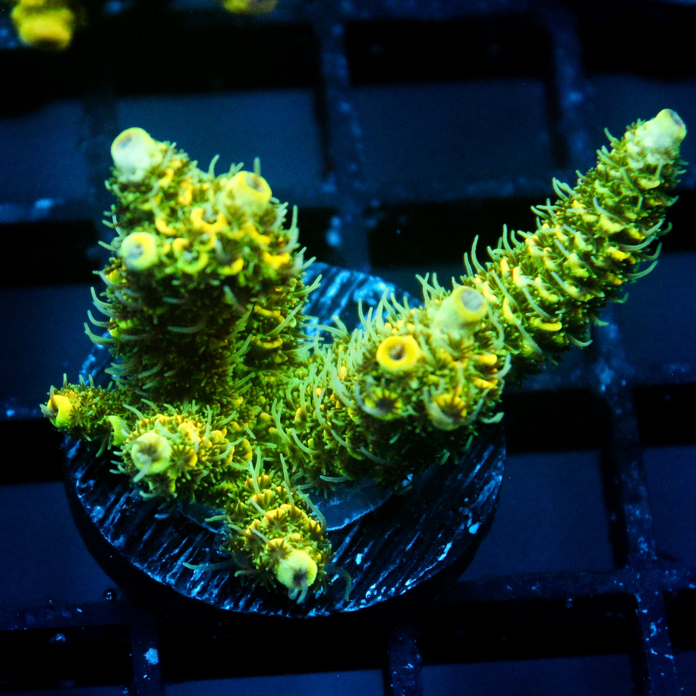 JC Tropical Fever Acro