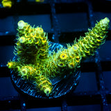 JC Tropical Fever Acro