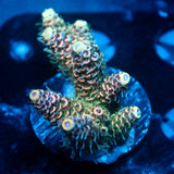 JC Enchantment Acro