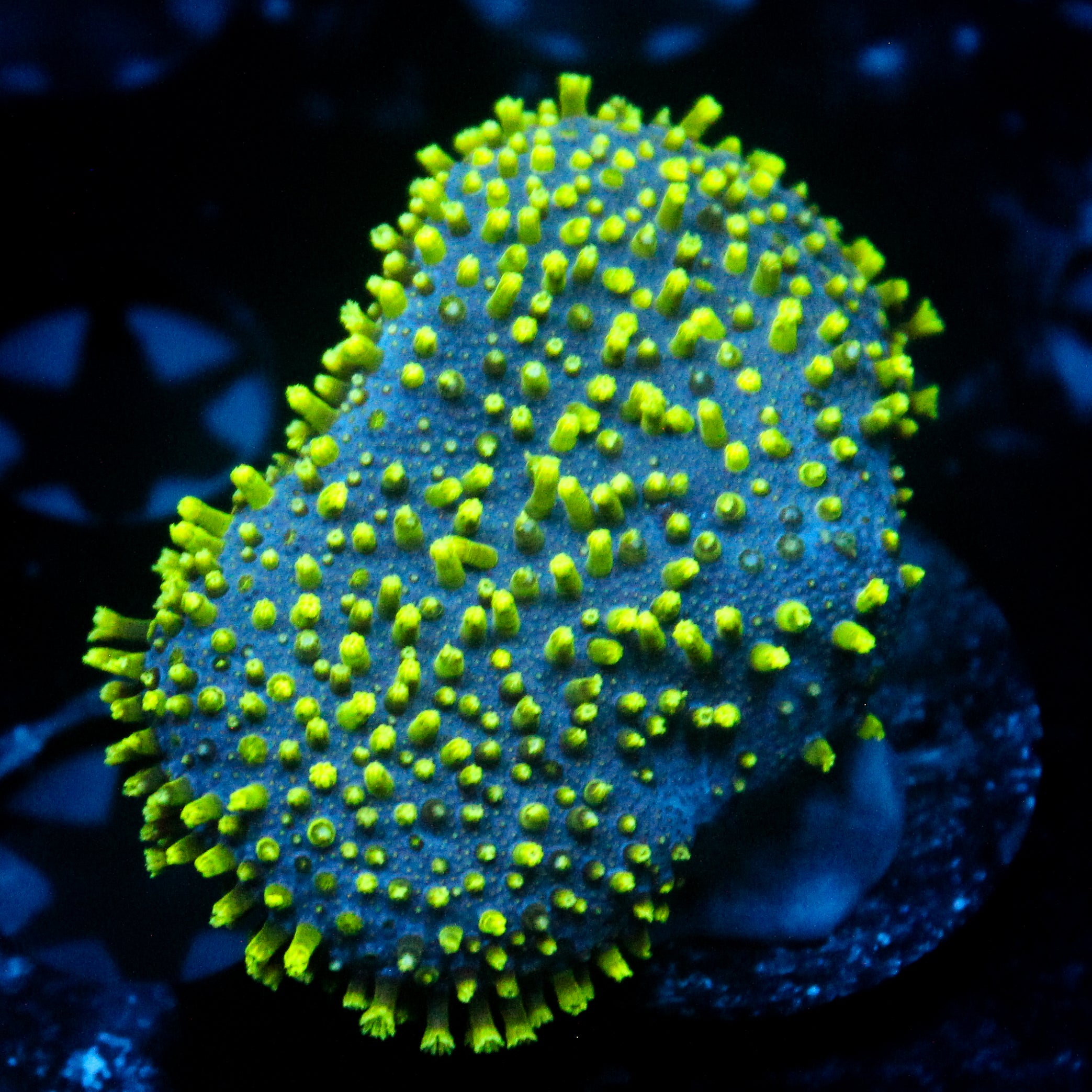 JC Neon Green Tip Toadstool