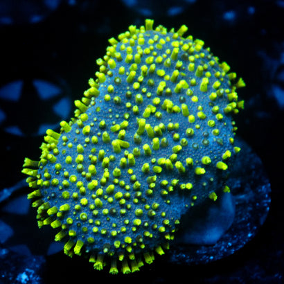 JC Neon Green Tip Toadstool