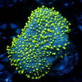 JC Neon Green Tip Toadstool