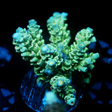 JC Green Furr Acro