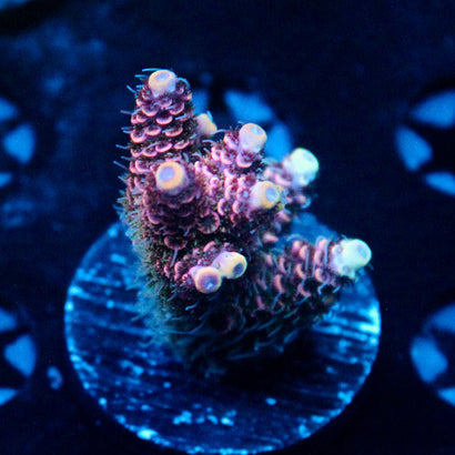 JC Pink Frit Acro