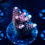 JC Pink Frit Acro
