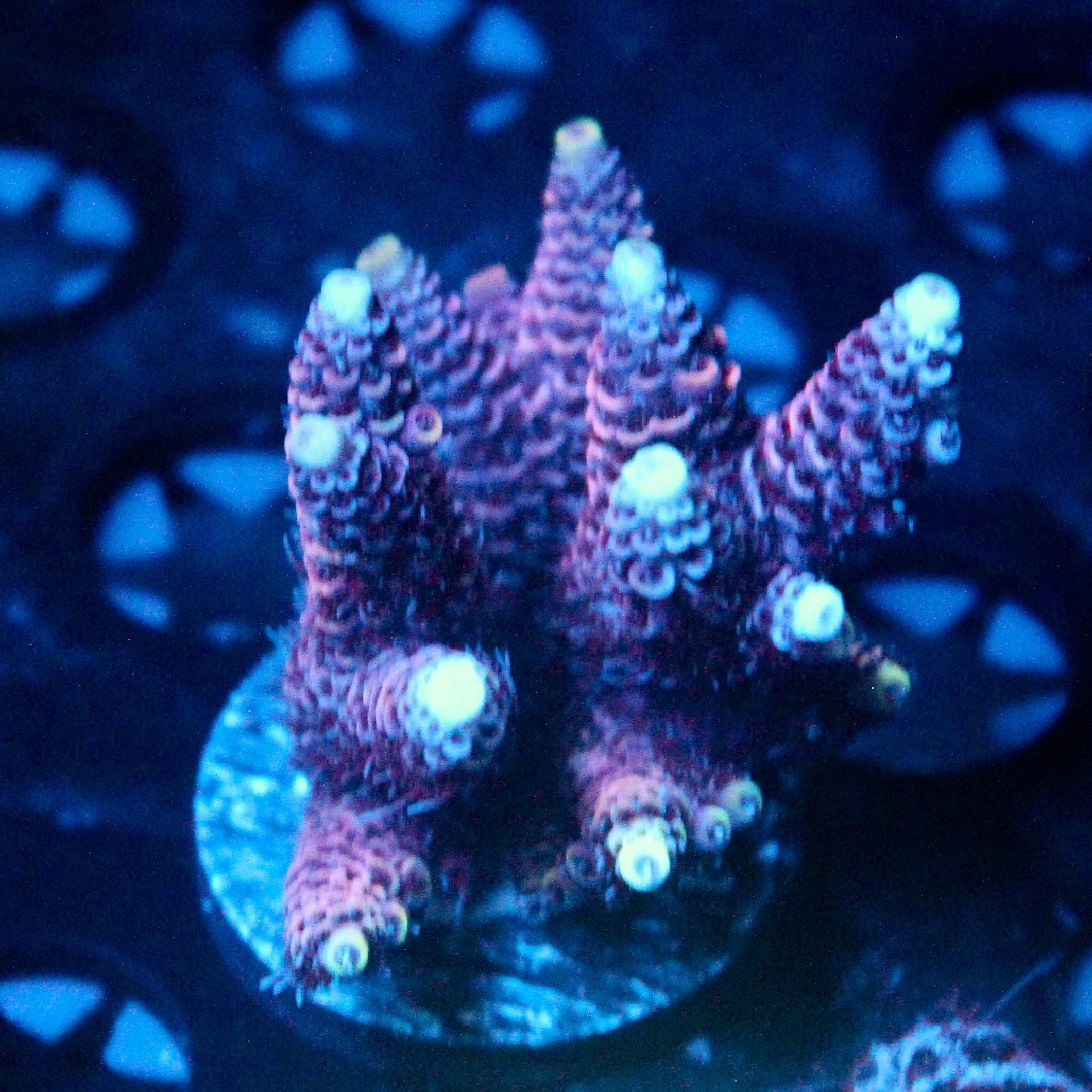 JC Purple Flux Acro