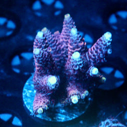 JC Purple Flux Acro
