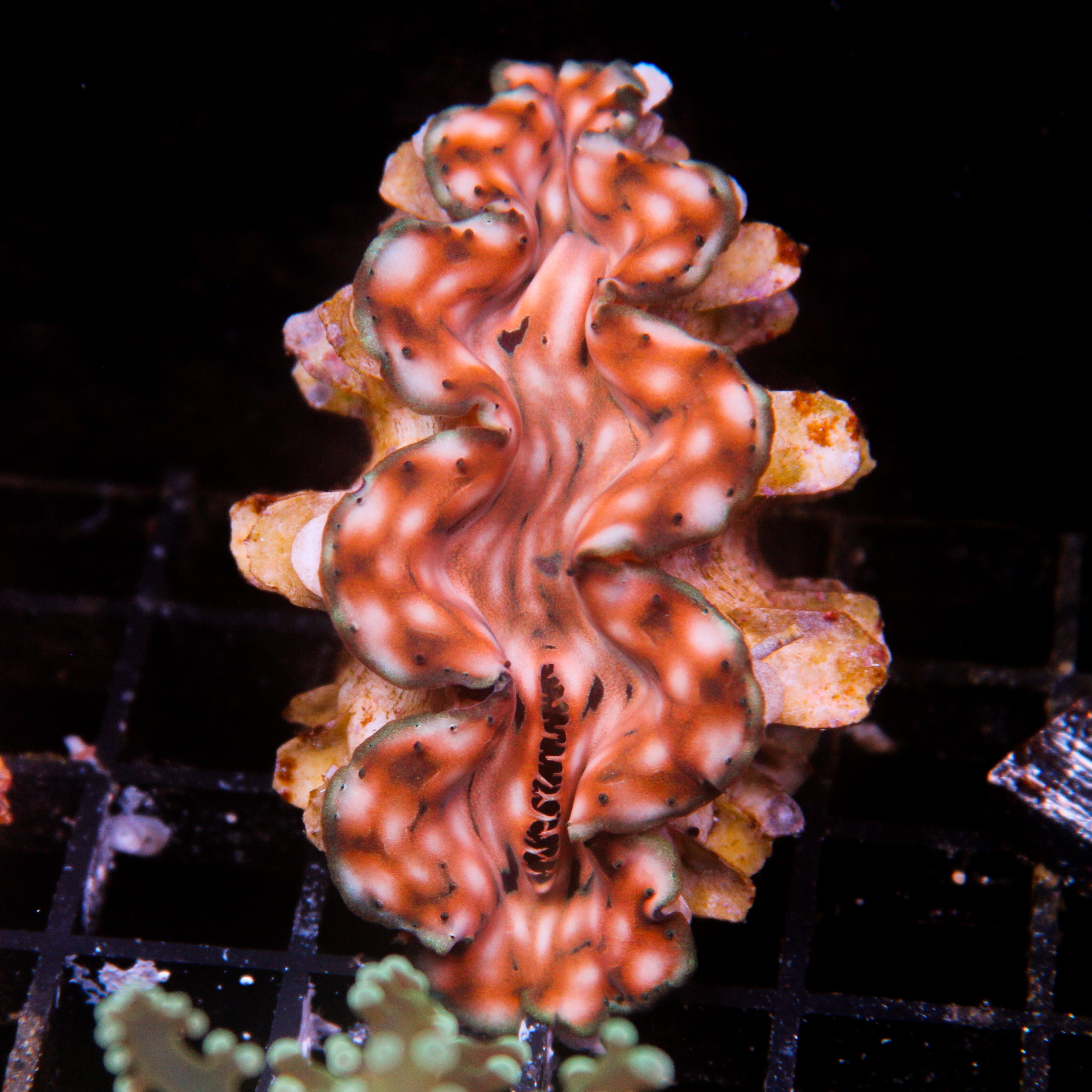 JC Biota Aquacultured Squamosa