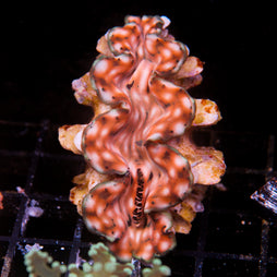 JC Biota Aquacultured Squamosa