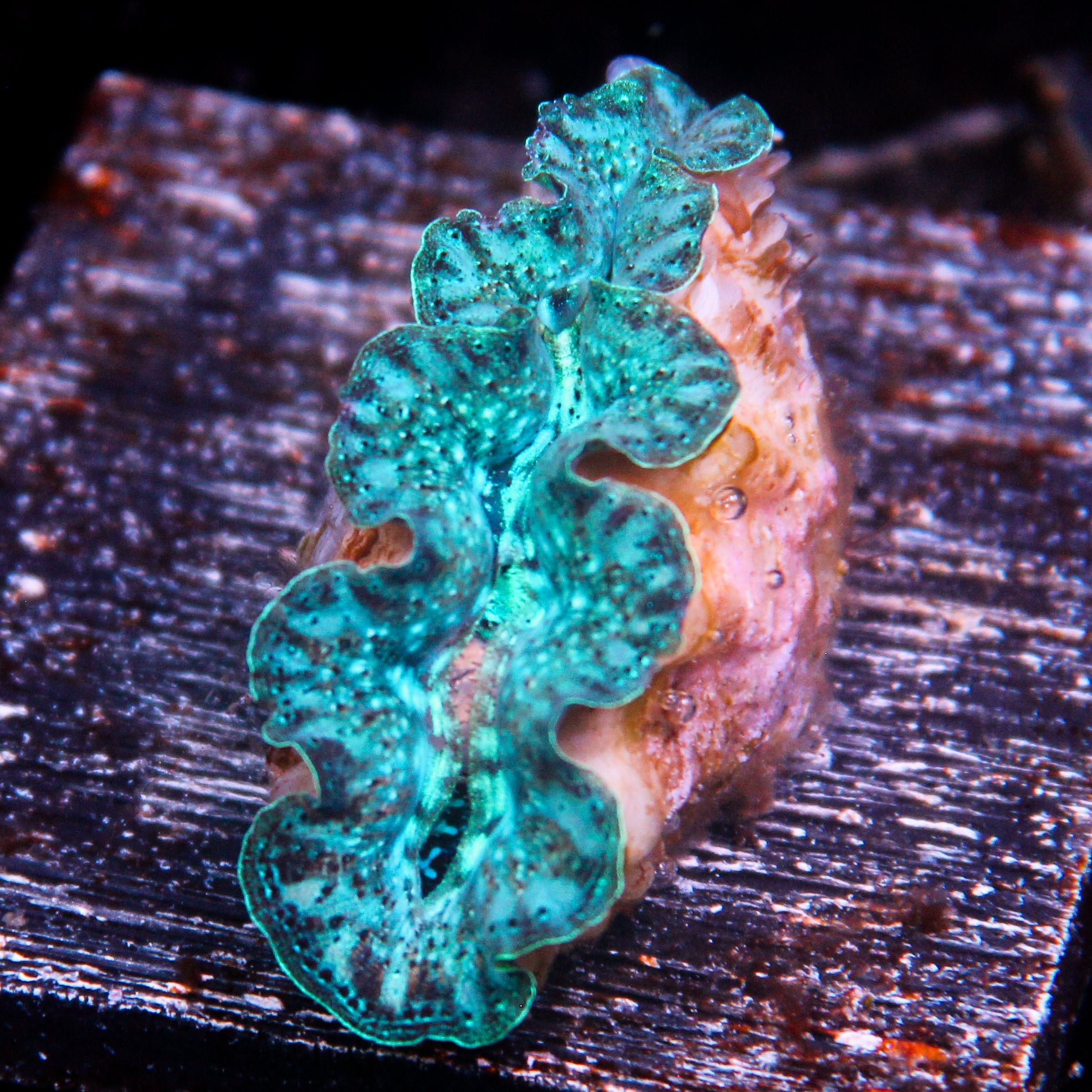 JC Biota Ultra Crocea