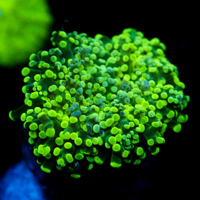 JC Splatter Frogspawn