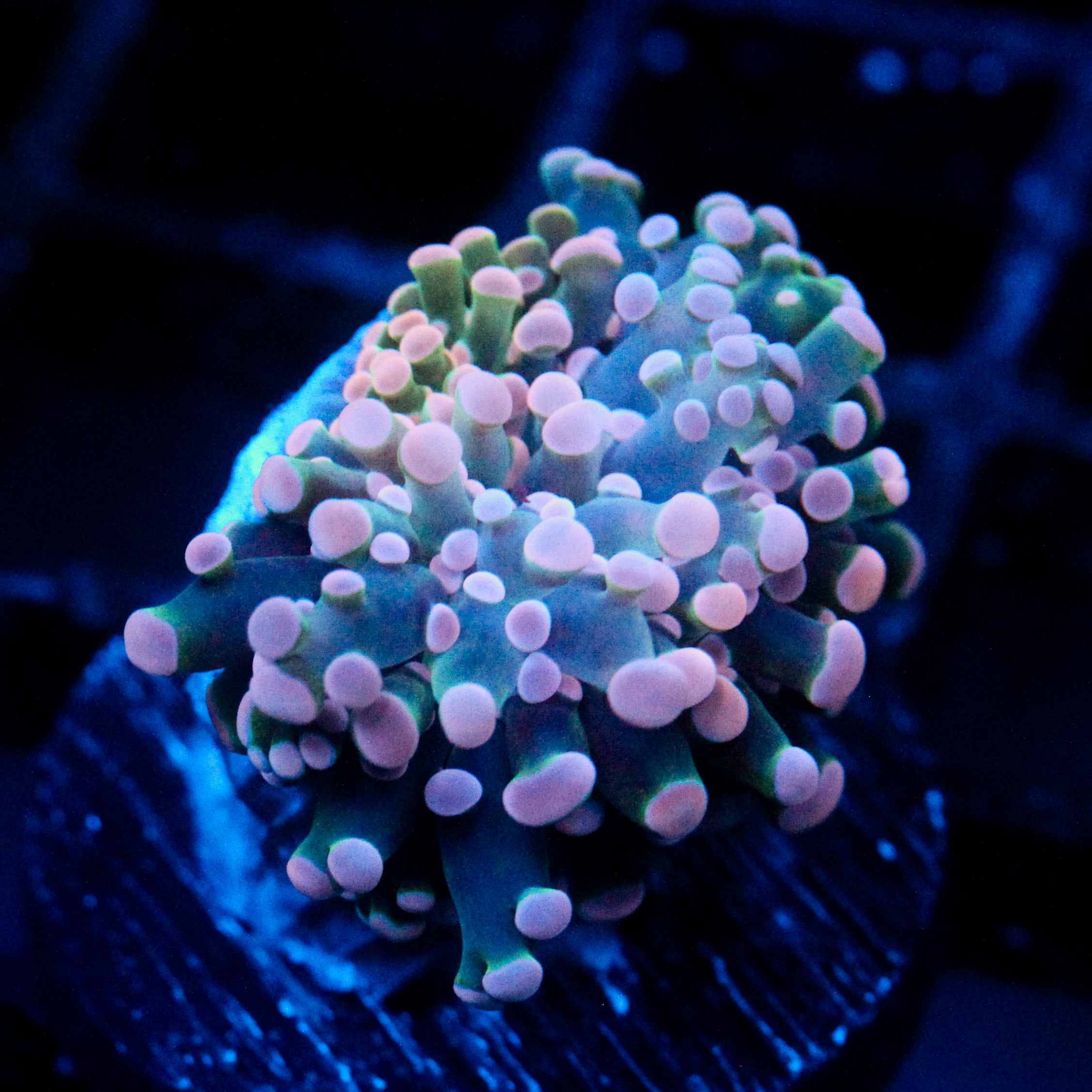 JC Pink Tip Frogspawn