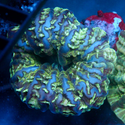 JC Jokester Indophyllia