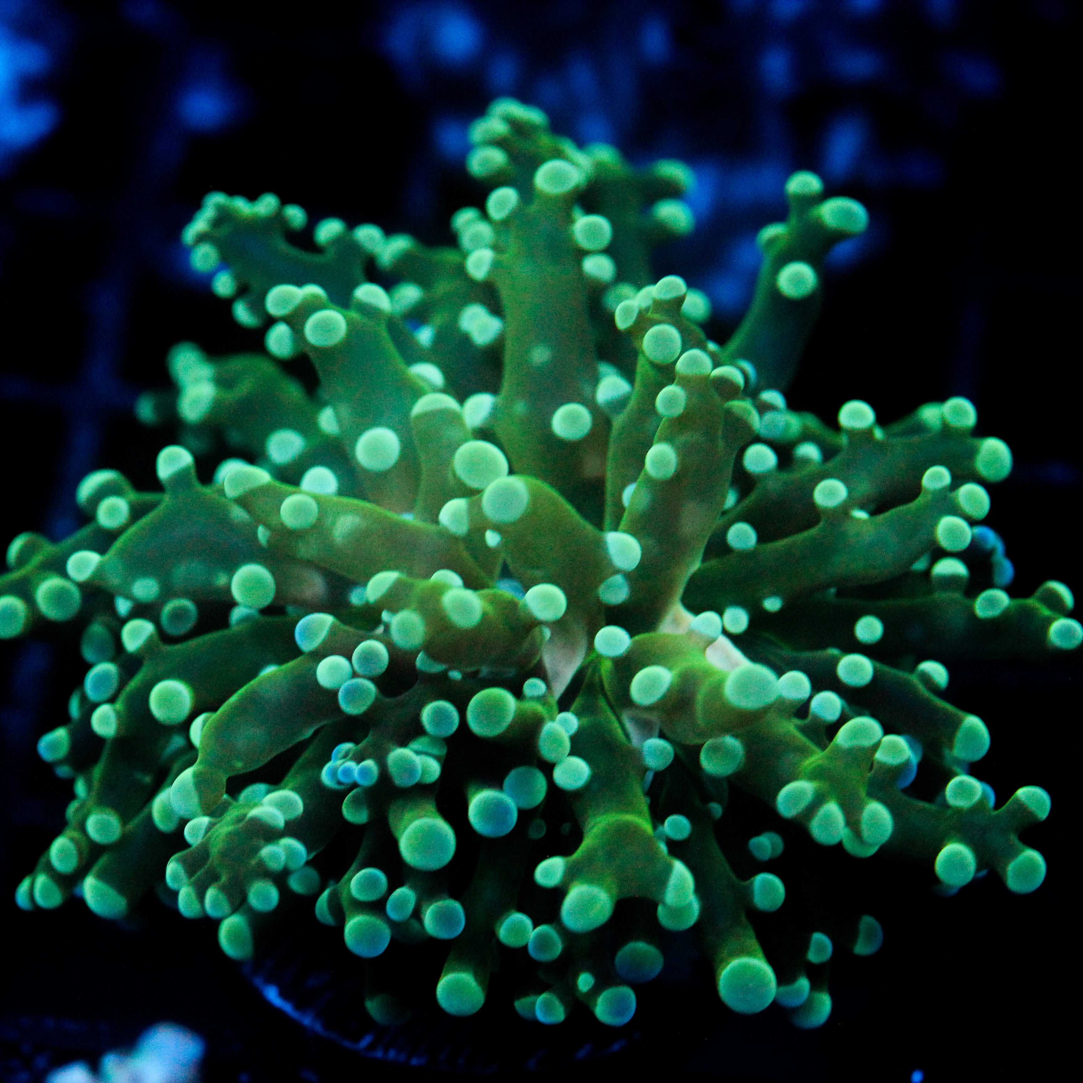JC Fresh Breath Frogspawn