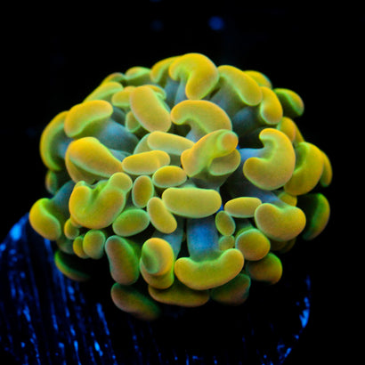 JC Rainbow Gold Hammer