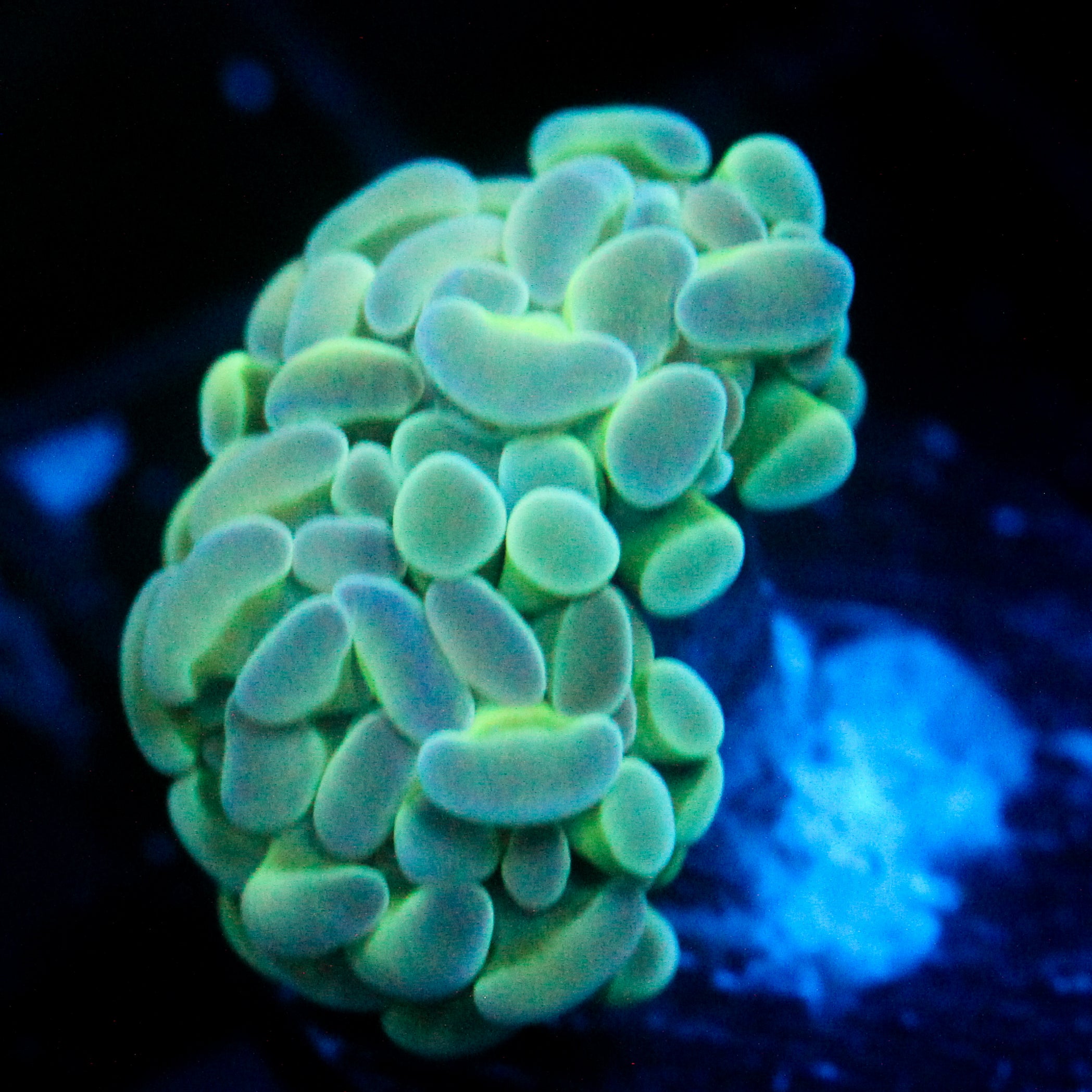 JC Alien Glow Hammer