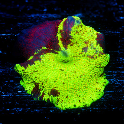 JC Ultra Eclectus (LG)