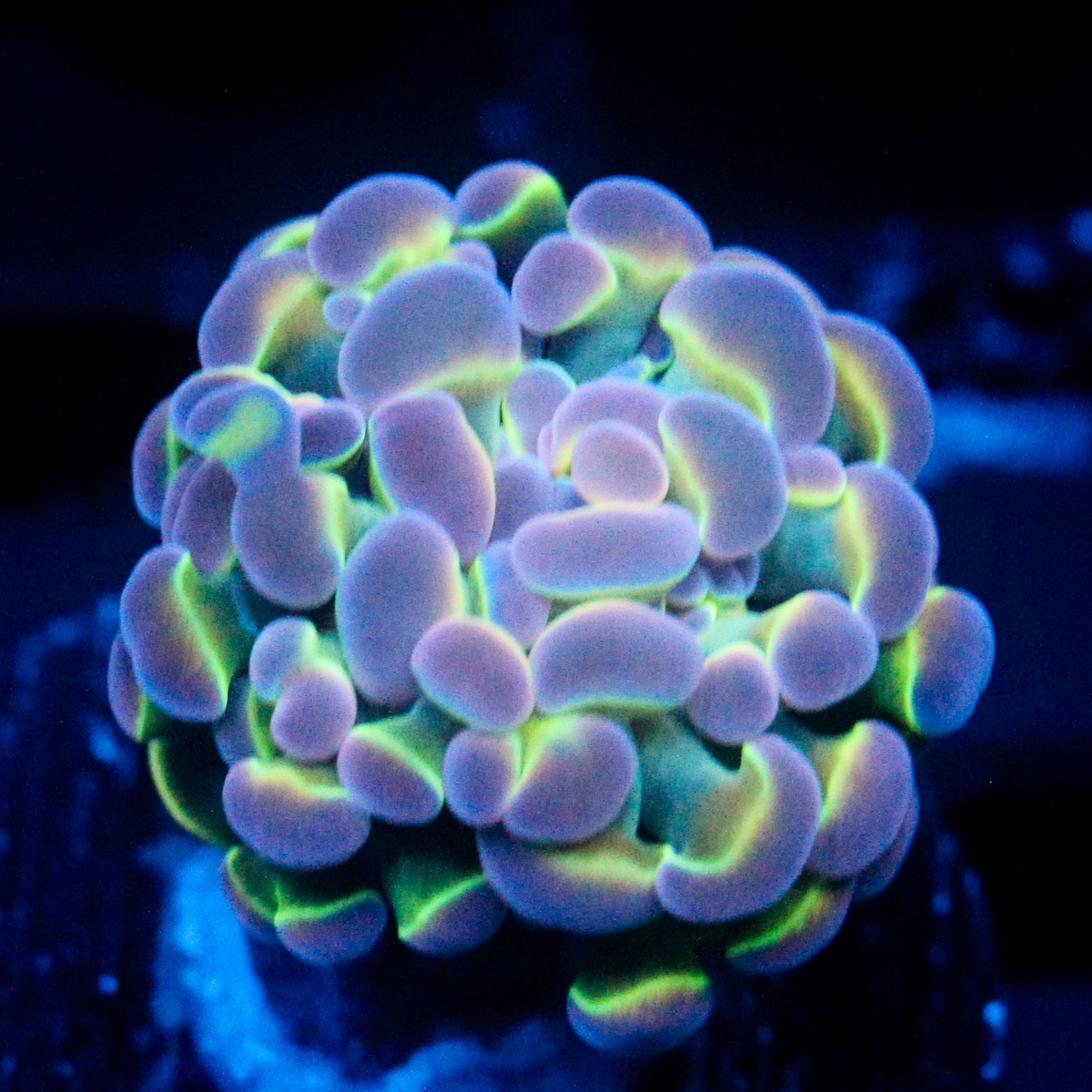 JC Ultra Hologram Hammer