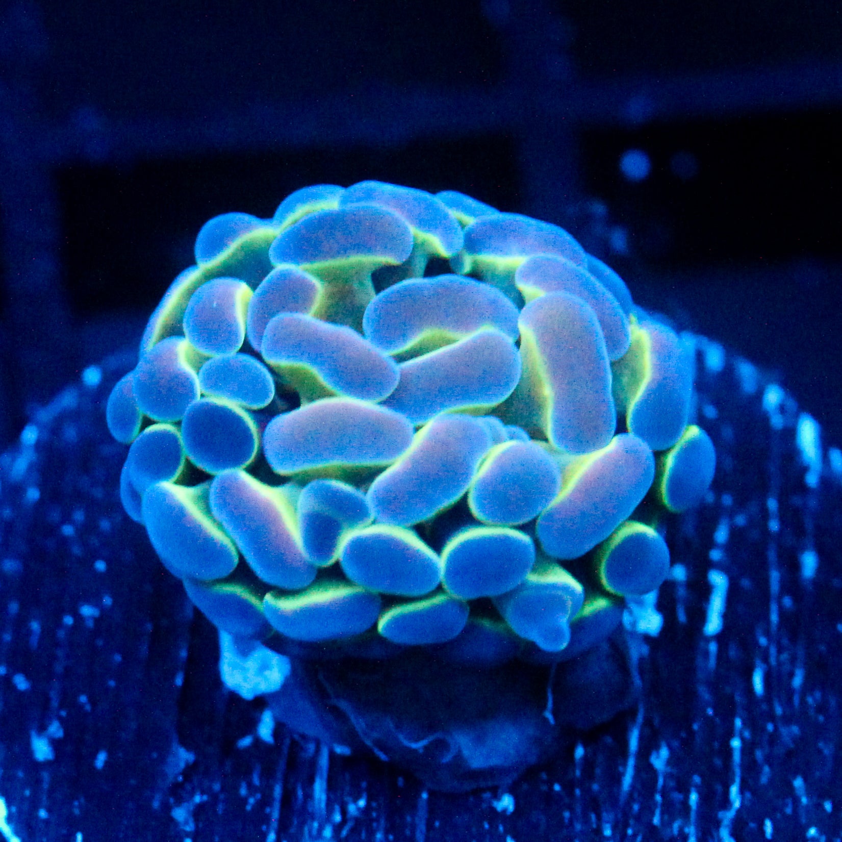 JC Hologram Hammer