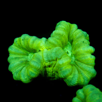 JC Neon Trumpet Coral